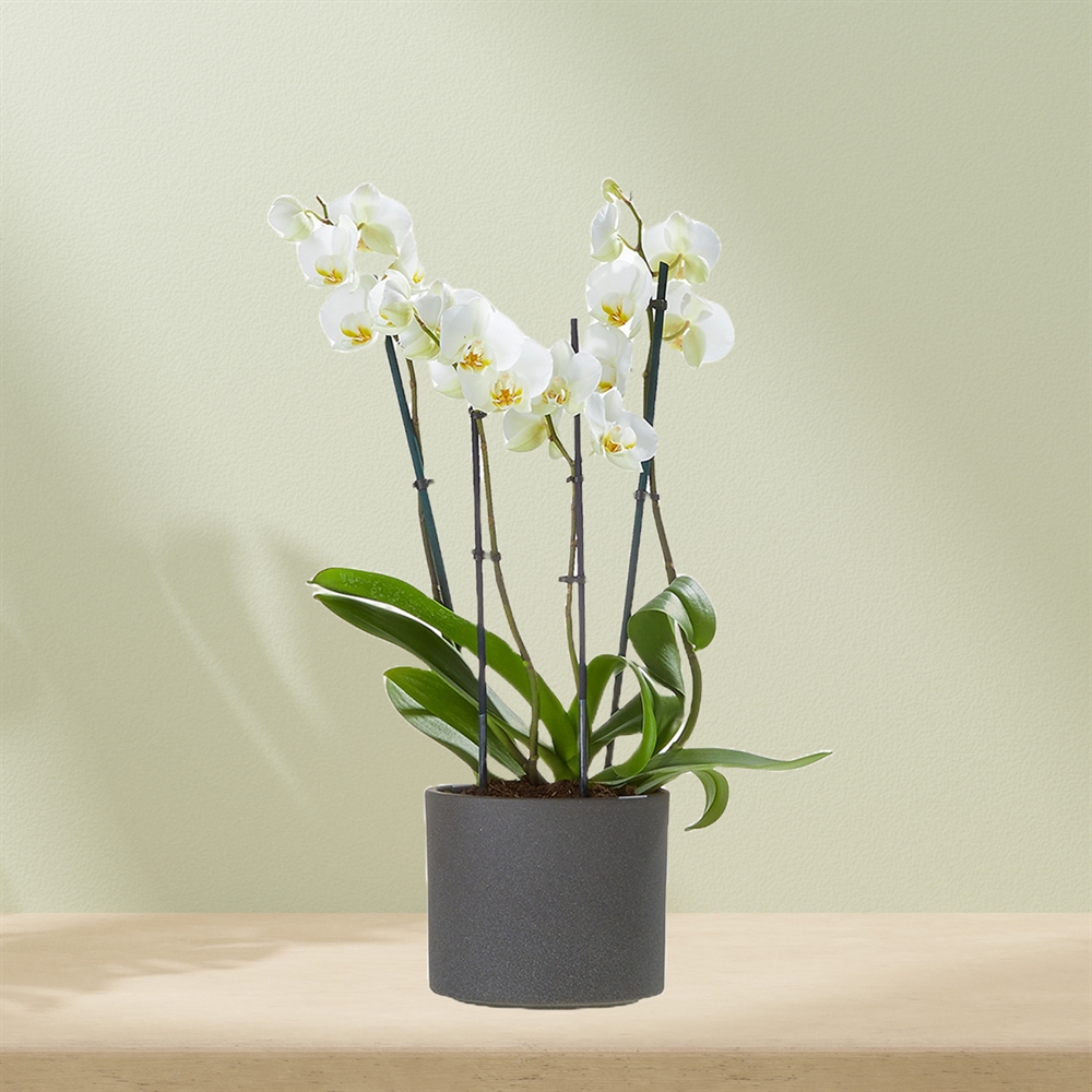 Witte orchidee incl. pot Witte orchidee incl. pot
